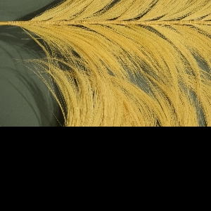 FRİNGED BAMBOO LEAF